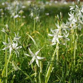 Ornithogalum Saundersiae - Ornithogale Saundersiae - Ornithogale