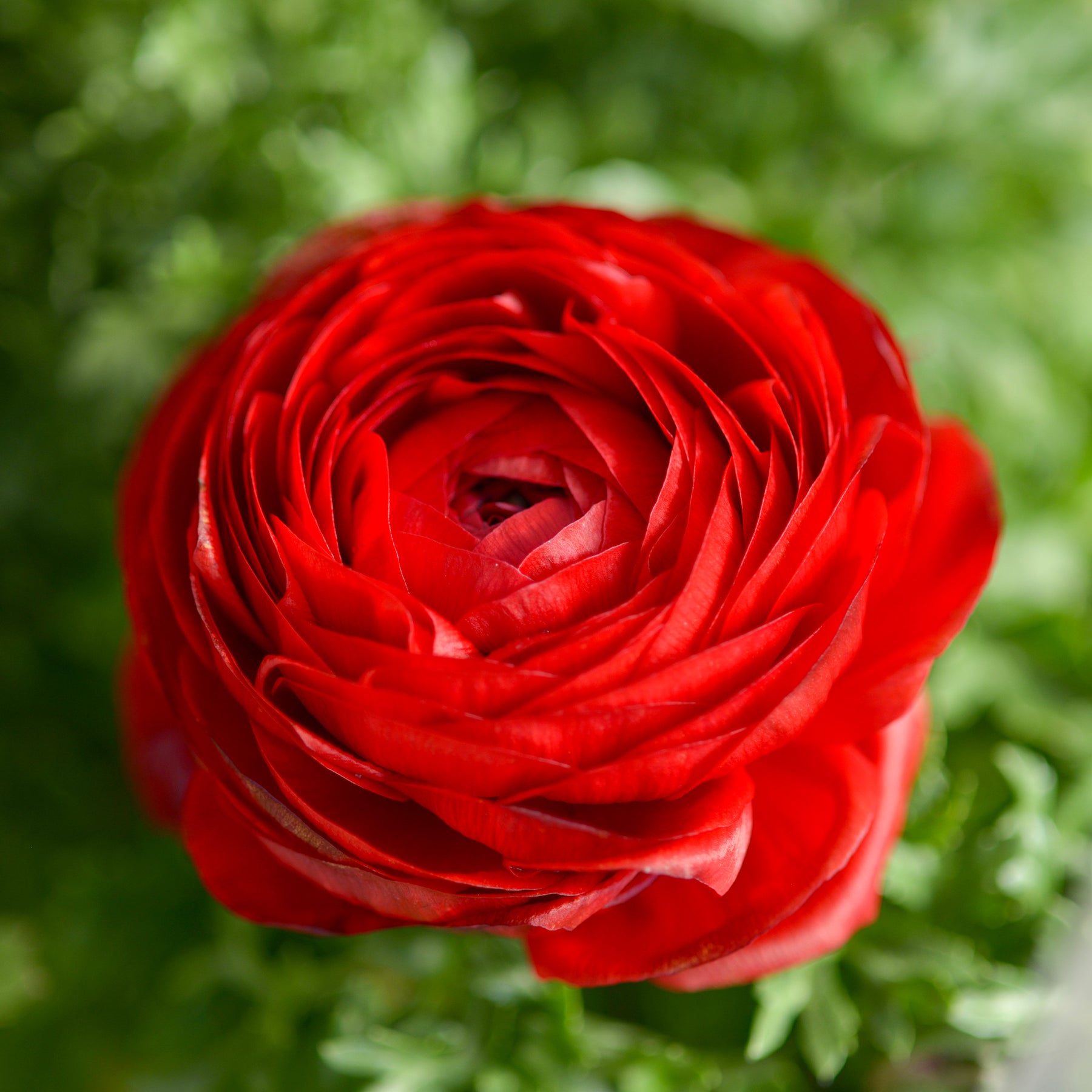 10 Renoncules rouges - Ranunculus red - Willemse