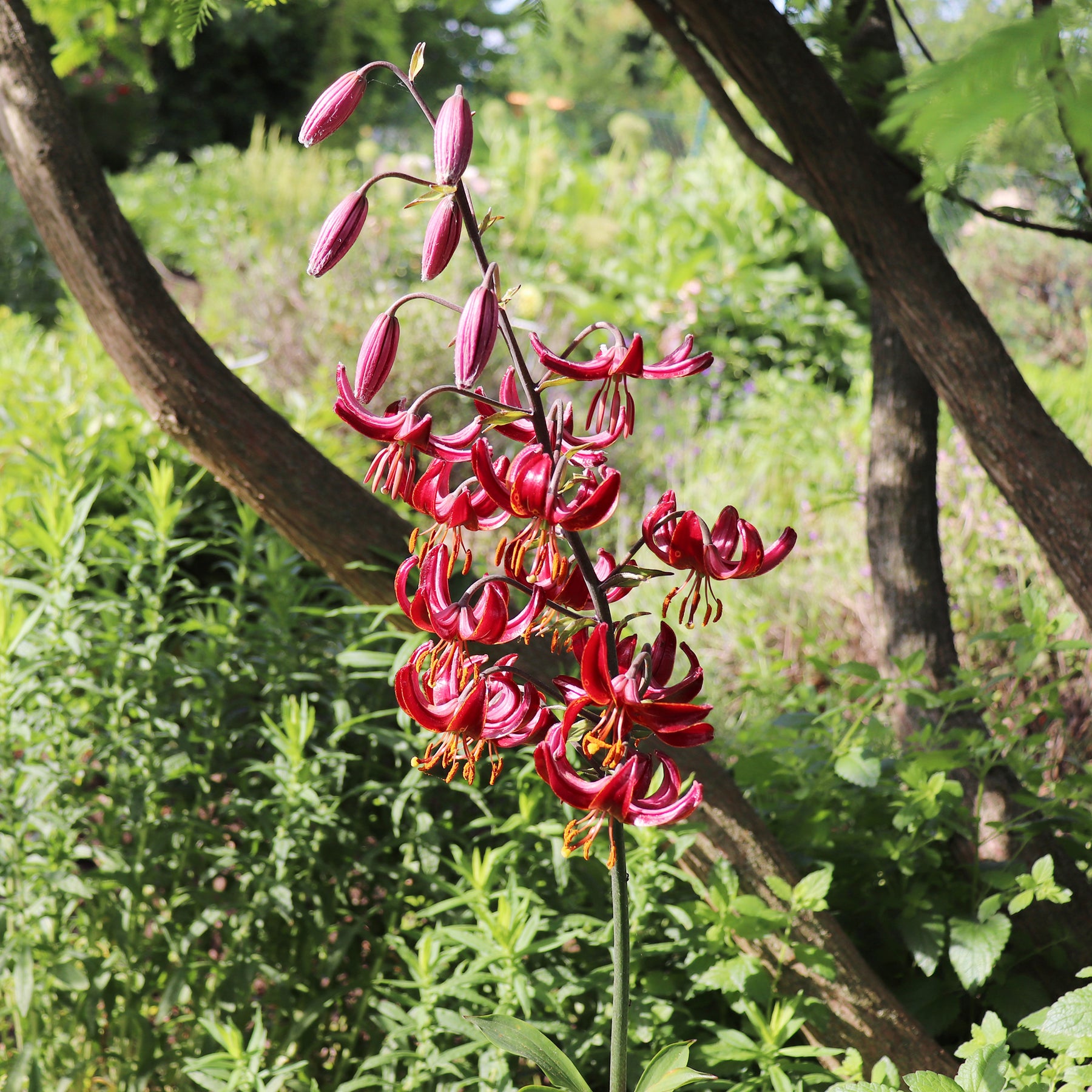 Lis - Lys - Lis martagon Claude Shride - Lilium Claude Shride