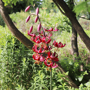 Lis - Lys - Lis martagon Claude Shride - Lilium Claude Shride