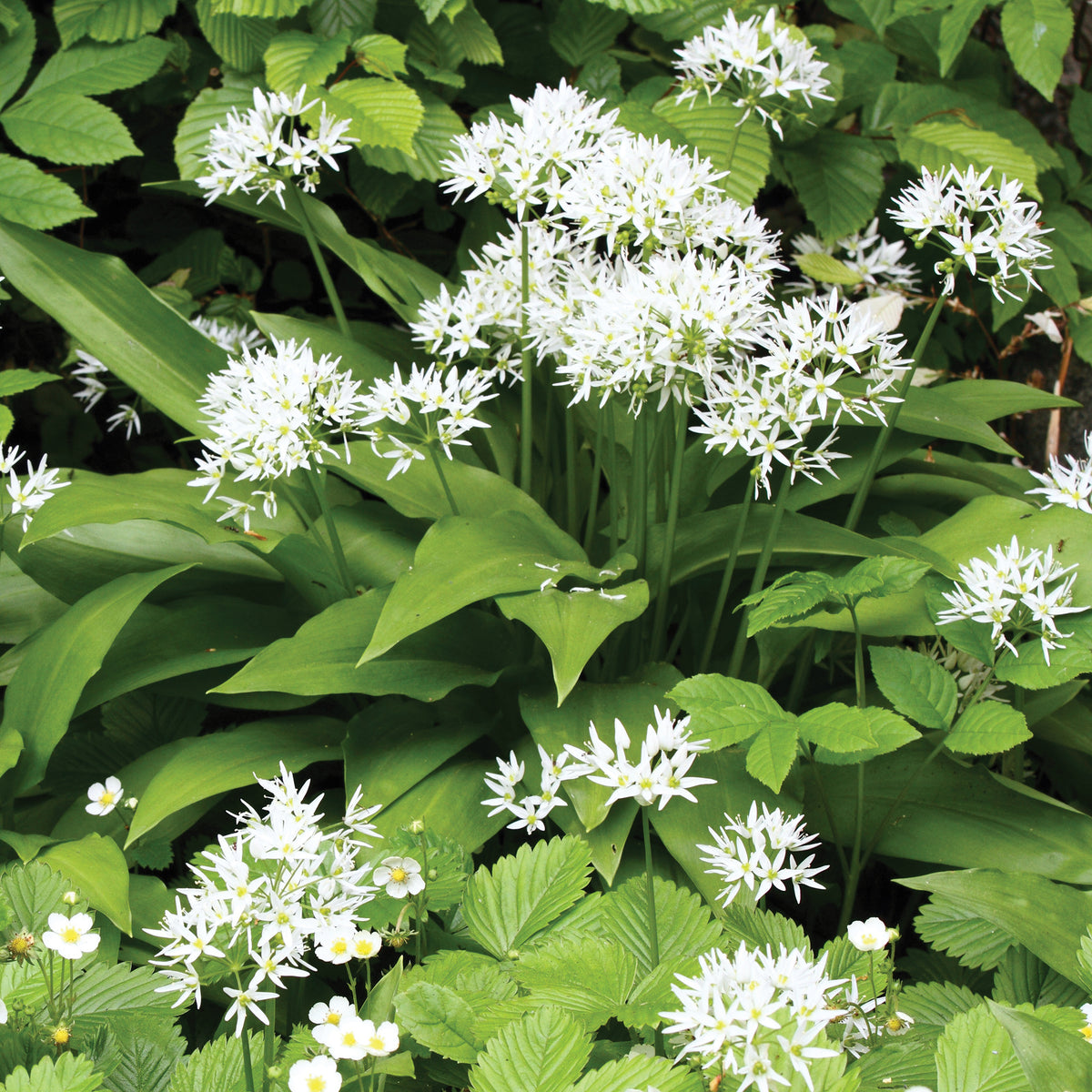Plant d'Ail des Ours - Willemse