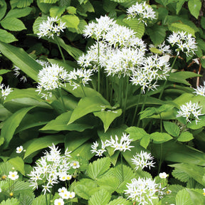 Plant d'Ail des Ours - Willemse