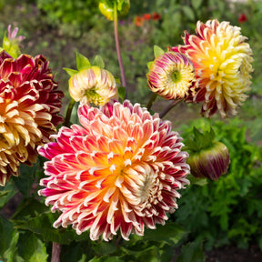 Dahlia akita - Dahlia Akita - Dahlia