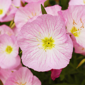 2 Œnothères Siskiyou Pink - Onagres - Oenothera siskiyou pink - Willemse