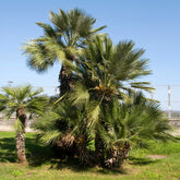 Palmier de jardin - Willemse