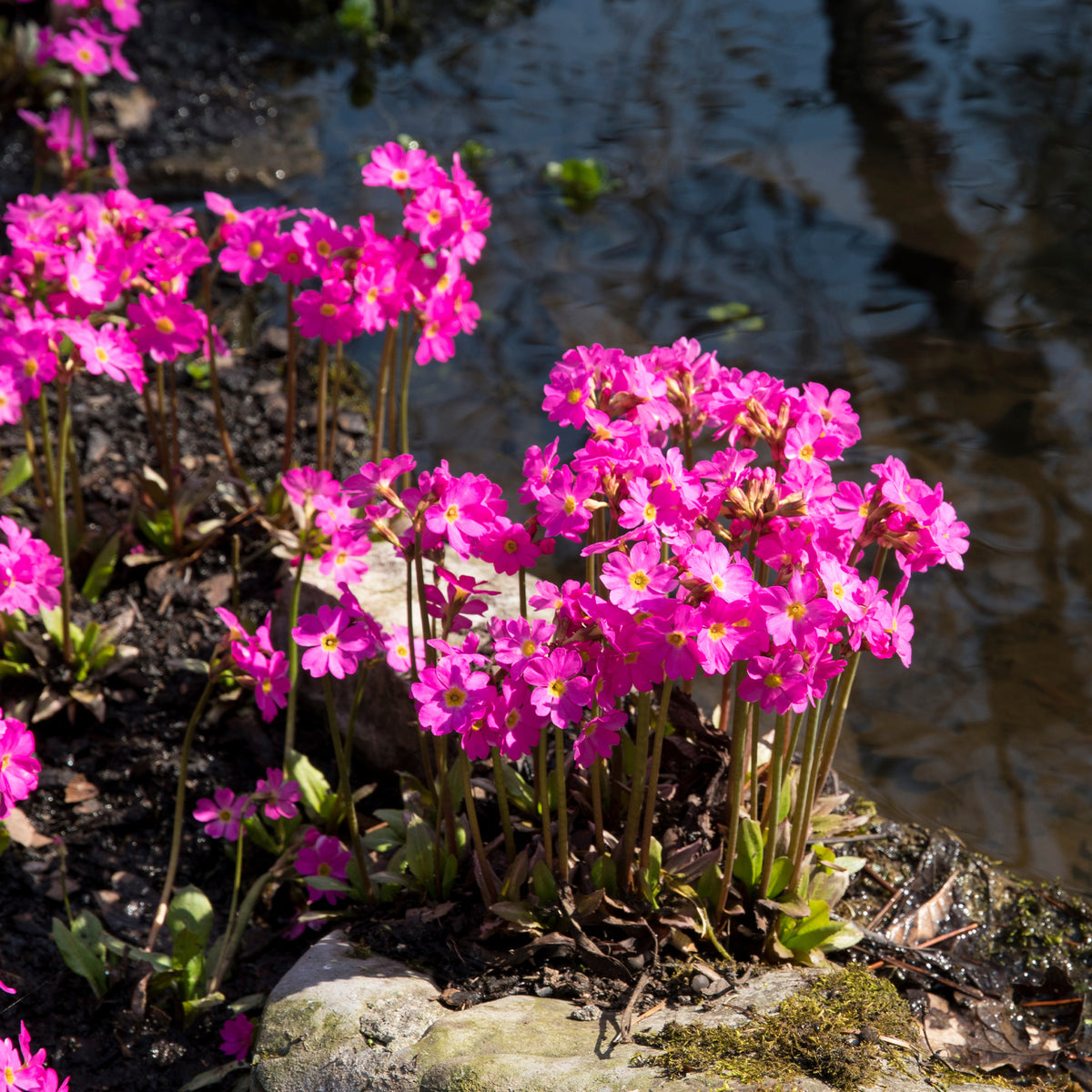 Primevère rose Grandiflora - Willemse
