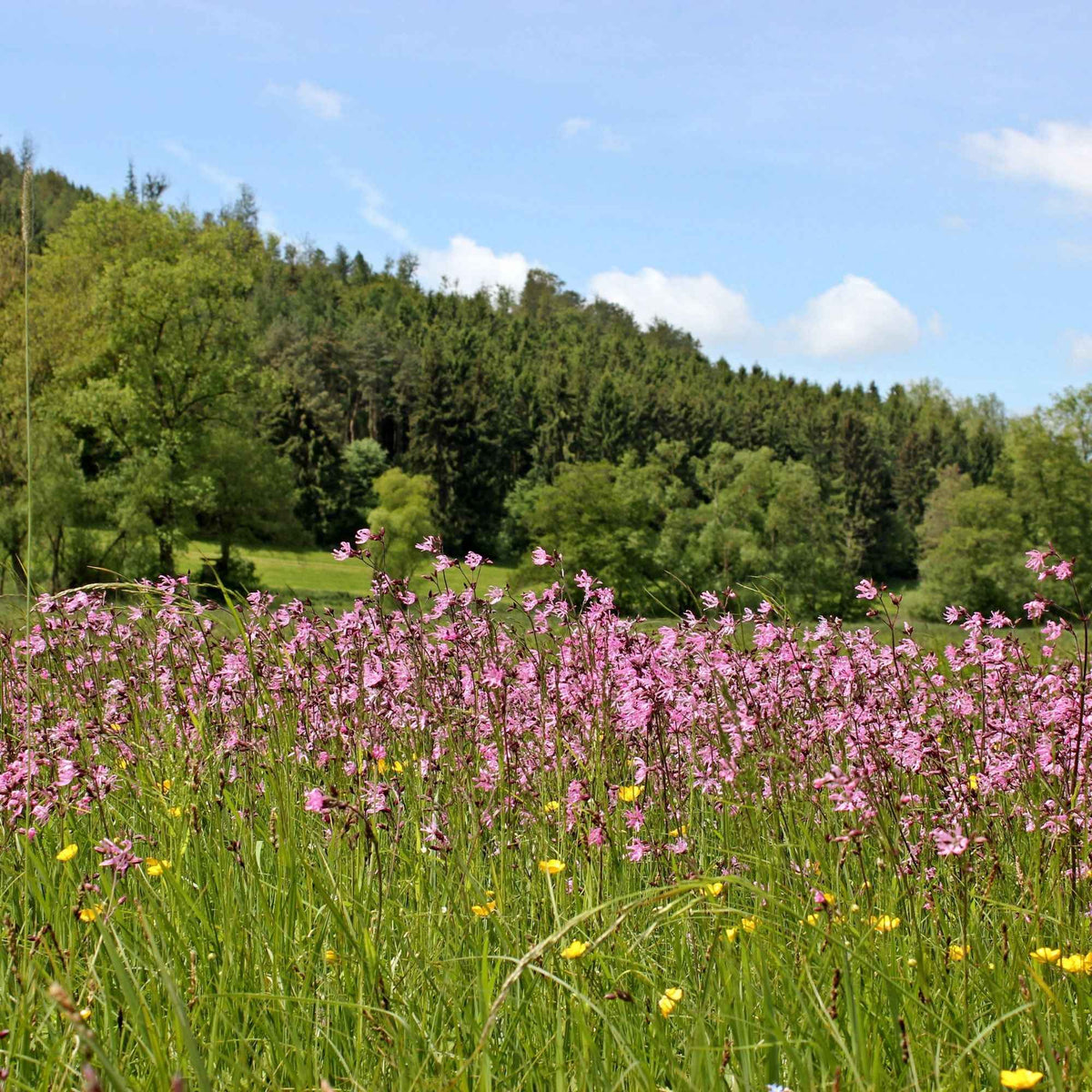 Lychnis fleur de coucou - Lychnis flos-cuculi - Willemse