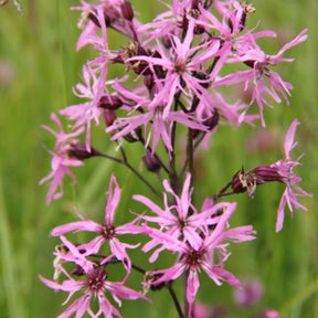 Lychnis fleur de coucou - Willemse