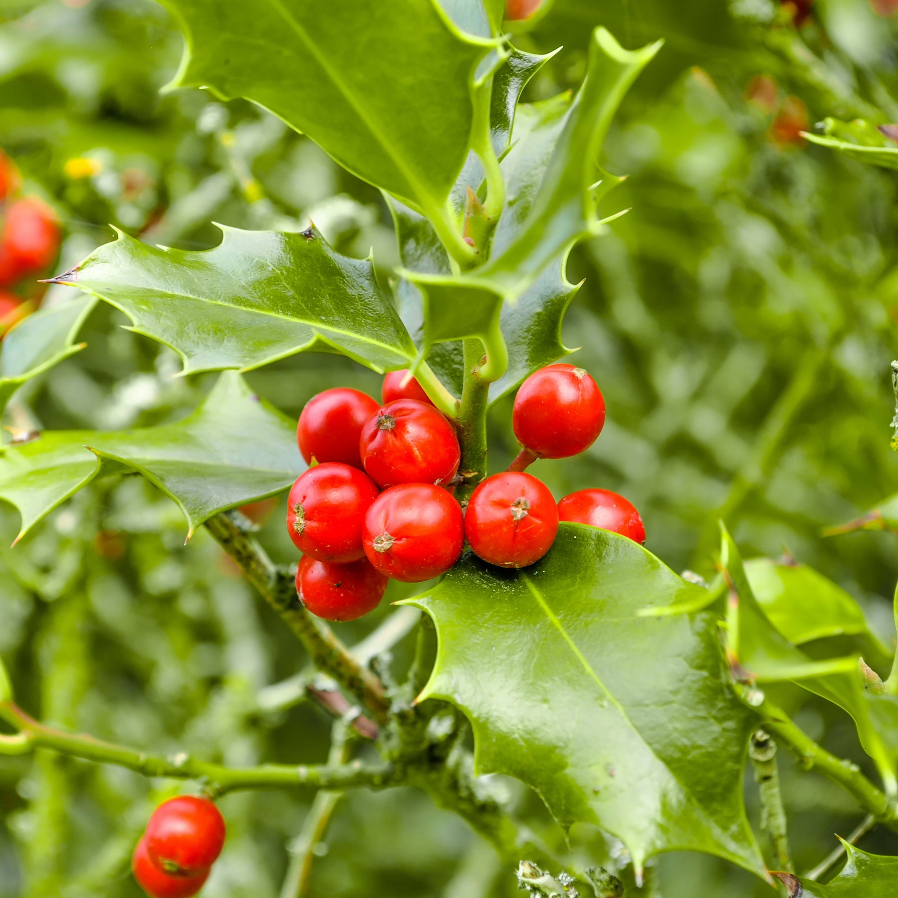 Ilex aquifolium - Houx commun - Houx