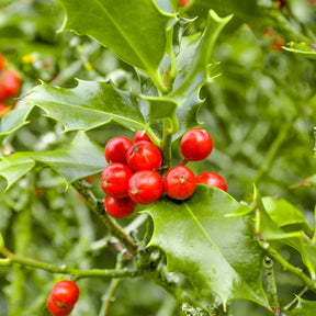 Ilex aquifolium - Houx commun - Houx