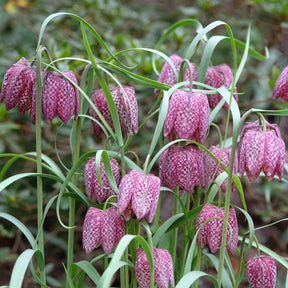 30 Fritillaires pintade en mélange