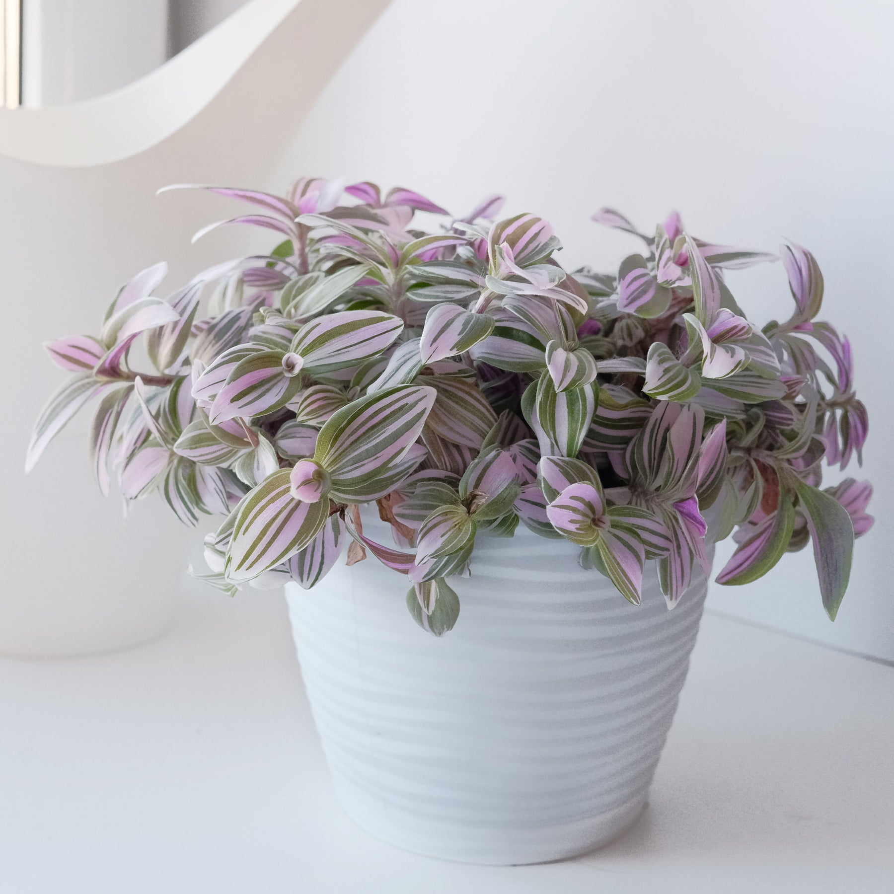 Tradescantia Nanouk - Misère à fleurs blanches Nanouk - Plantes vertes