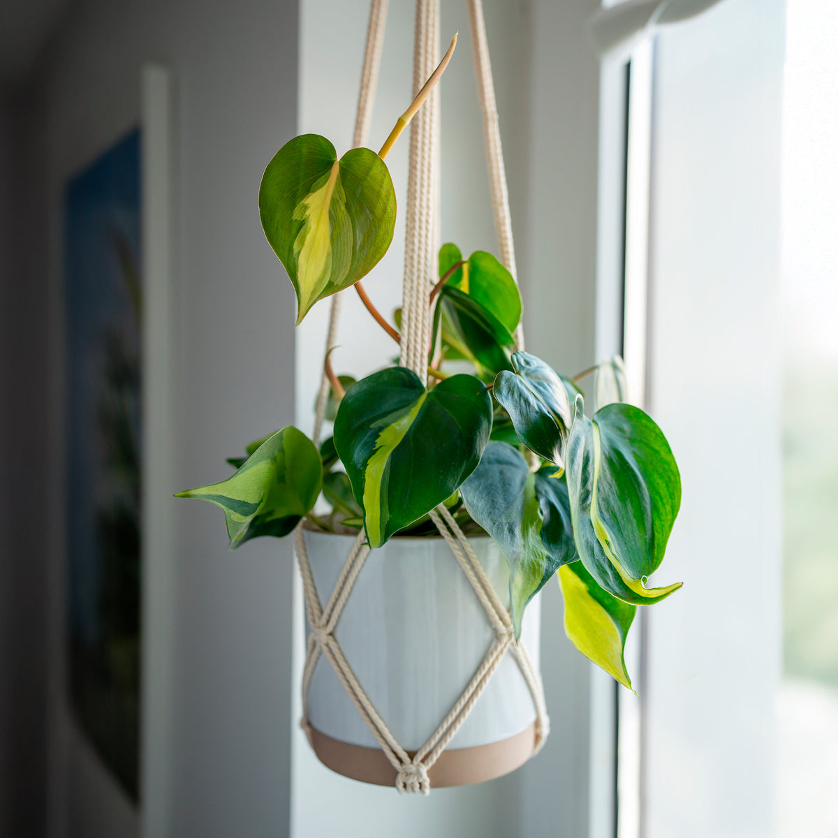 Philodendron Monstera Brasil - Willemse