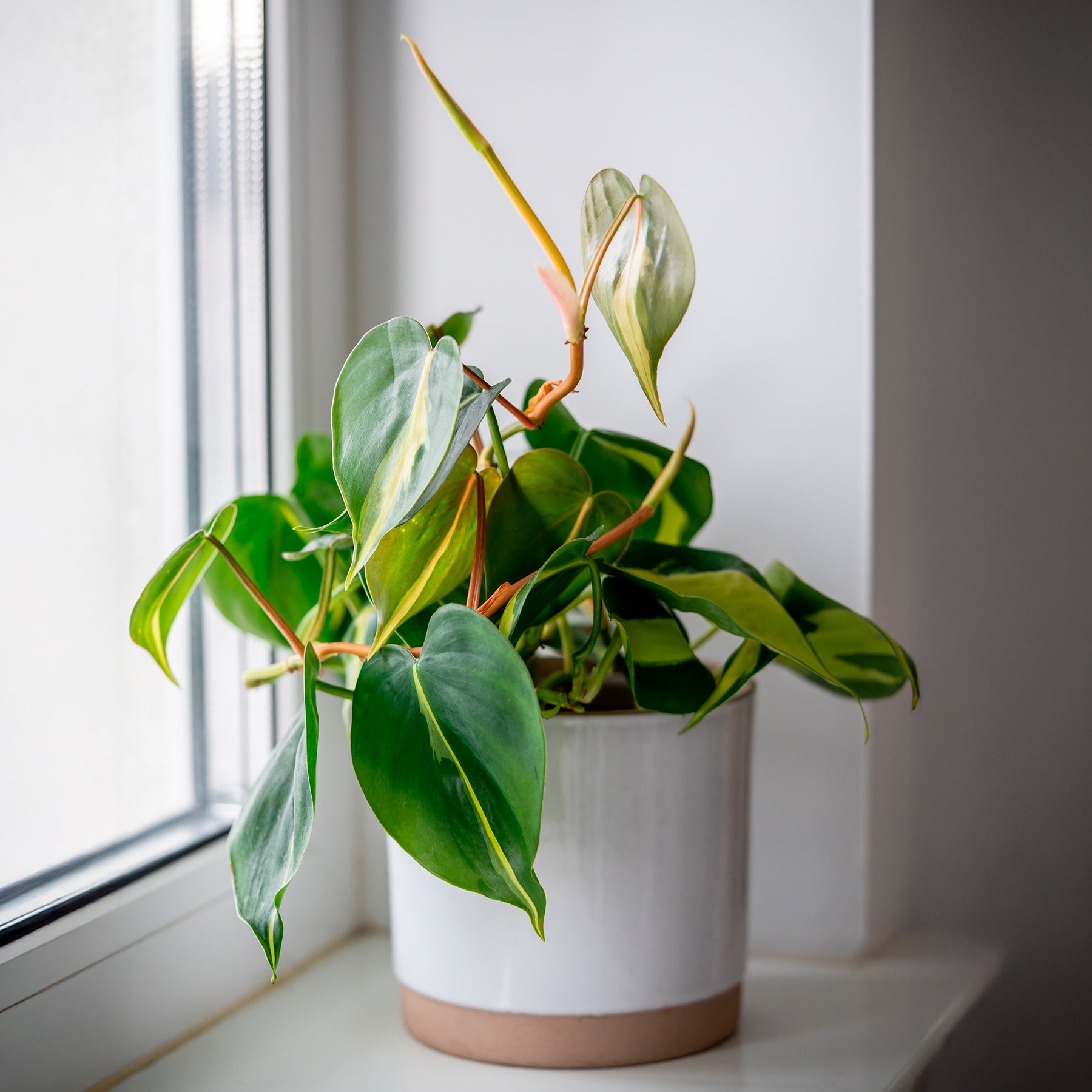 Philodendron scandens Brasil - Philodendron Monstera Brasil - Philodendron