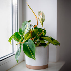 Philodendron scandens Brasil - Philodendron Monstera Brasil - Philodendron