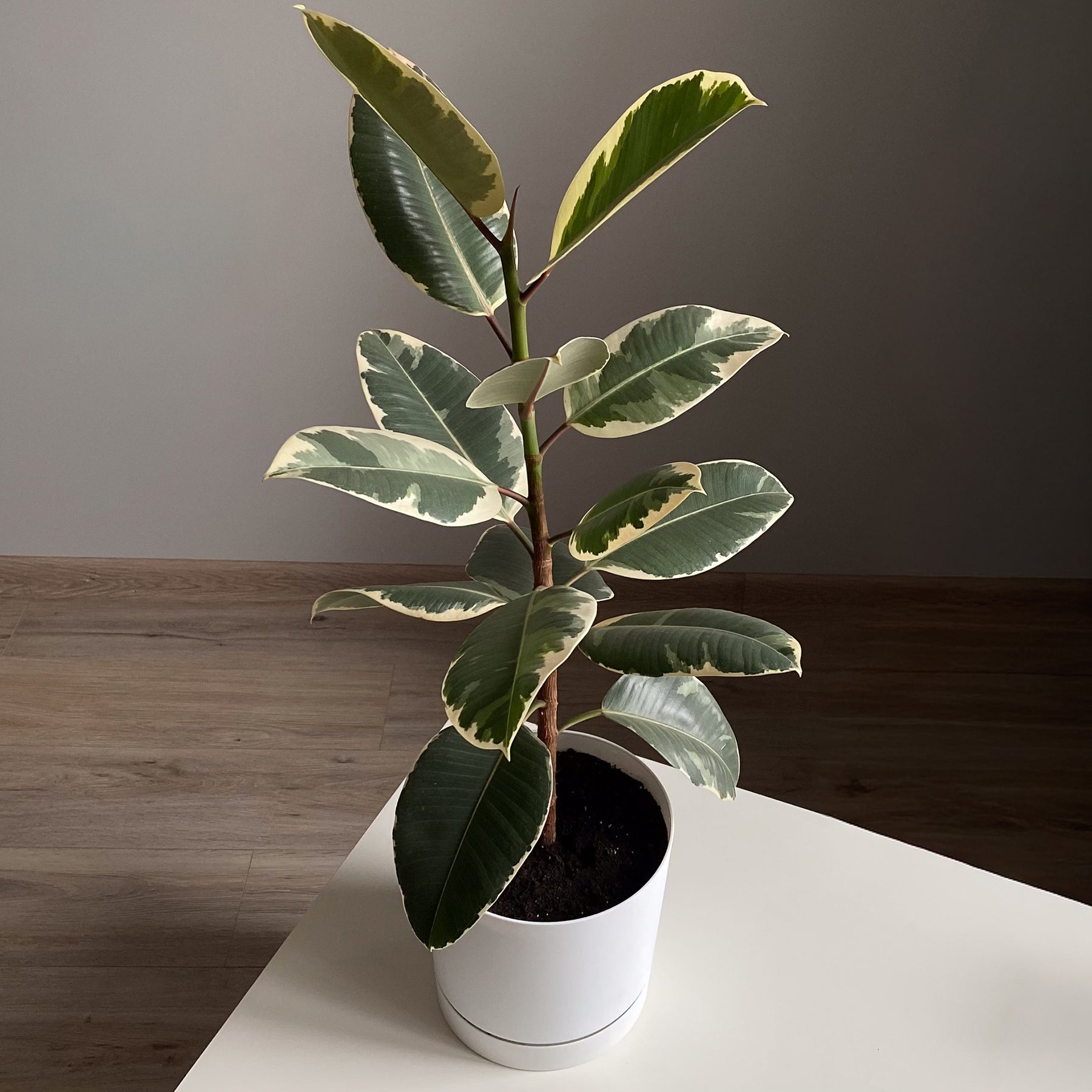 Caoutchouc Tineke - Ficus elastica Tineke - Willemse