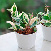 Plante de cire - Willemse