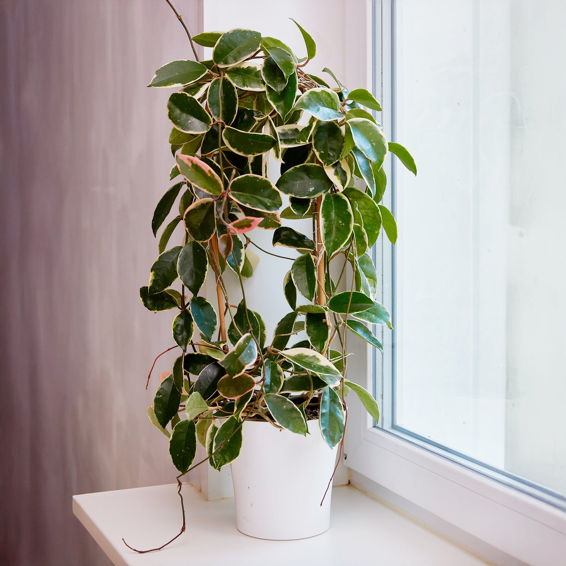 Vente Plante de cire - Hoya carnosa Krimson Queen