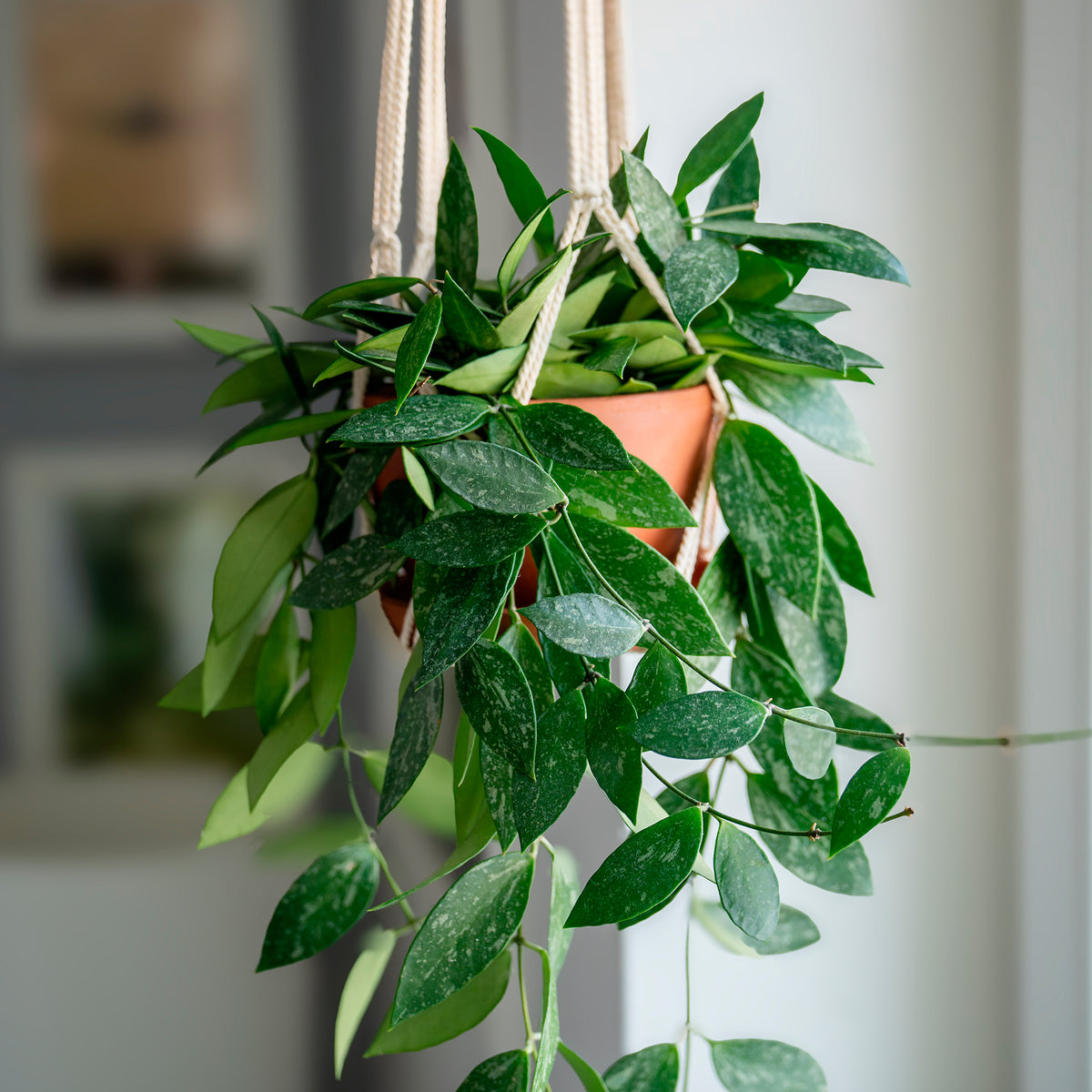 Hoya Gracilis - Hoya carnosa Gracilis - Willemse