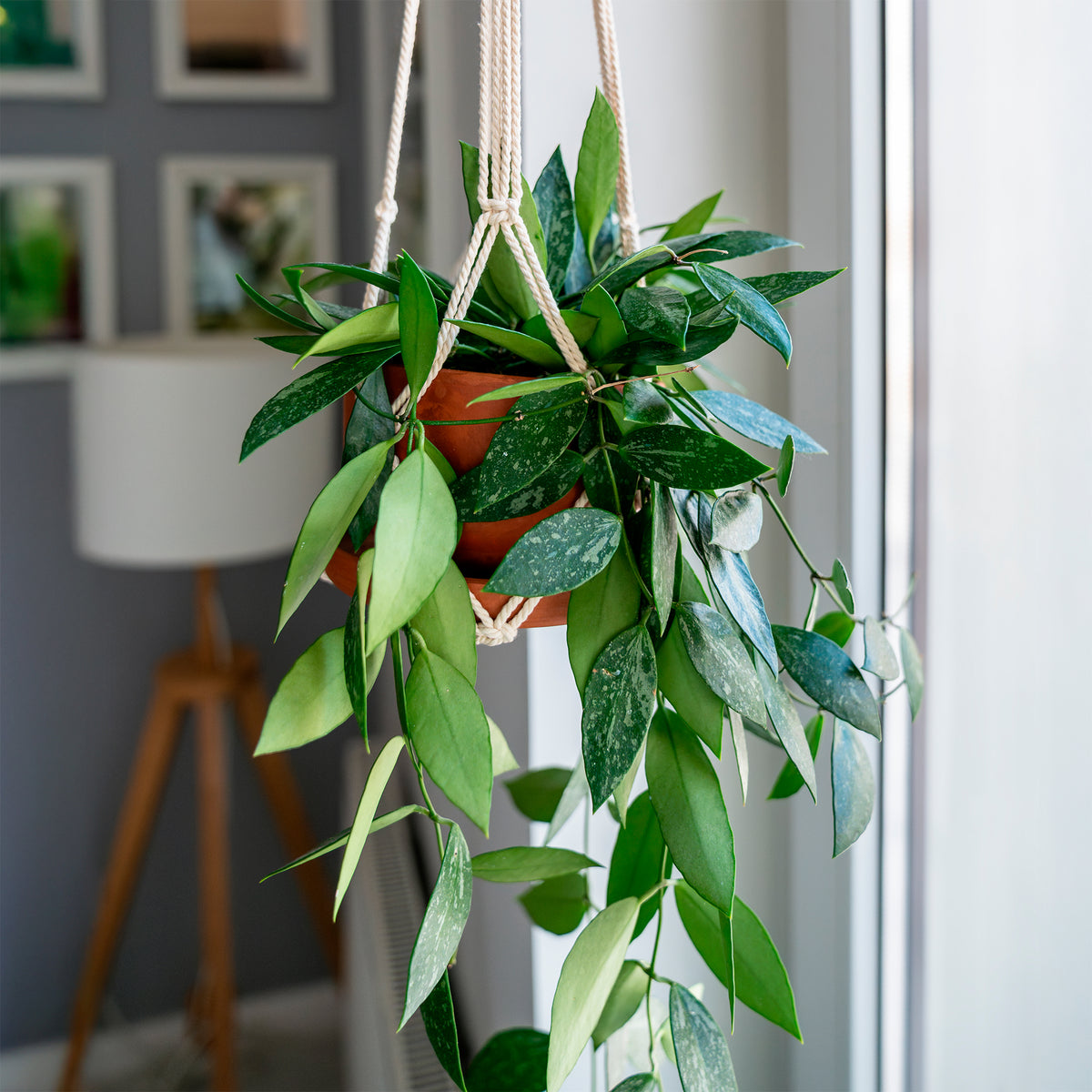 Hoya Gracilis - Willemse