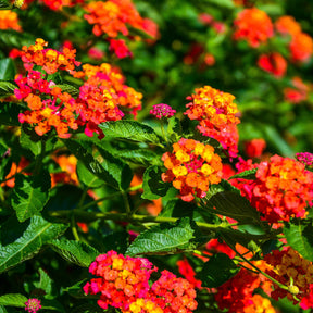Lantana Passionfruit - 3 Lantana Passionfruit - Balcon et terrasse