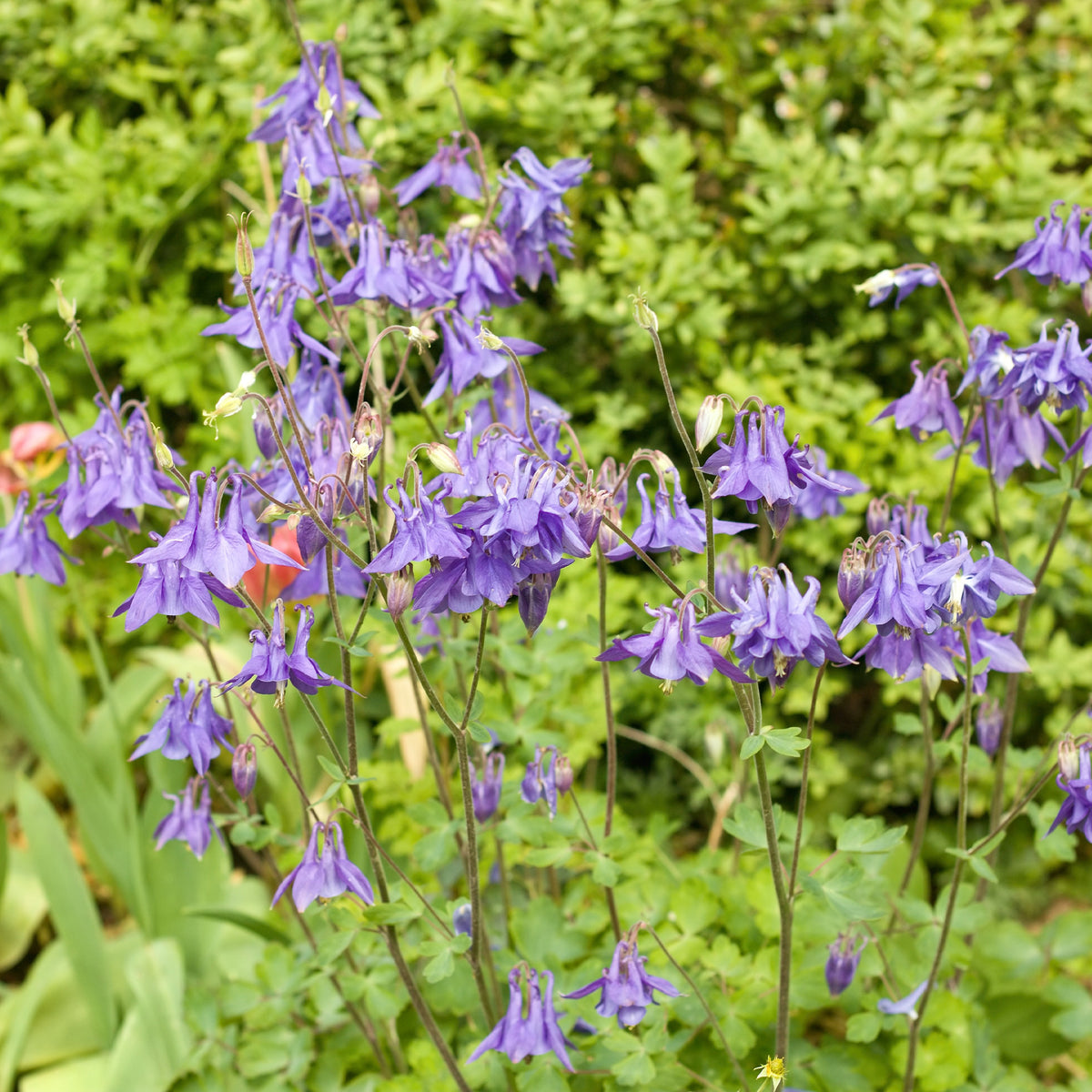 Ancolie des jardins - Willemse