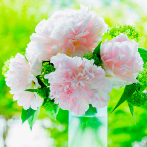 Vente Pivoine Albert Crousse - Paeonia lactiflora Albert Crousse