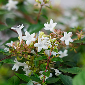 Abelia grandiflora Pisto - Abélia à grandes fleurs Pisto - Abelia