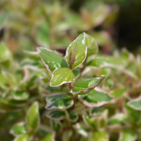 Abelia grandiflora Magic Daydream ® - Abélia à grandes fleurs Magic Daydream® - Abelia