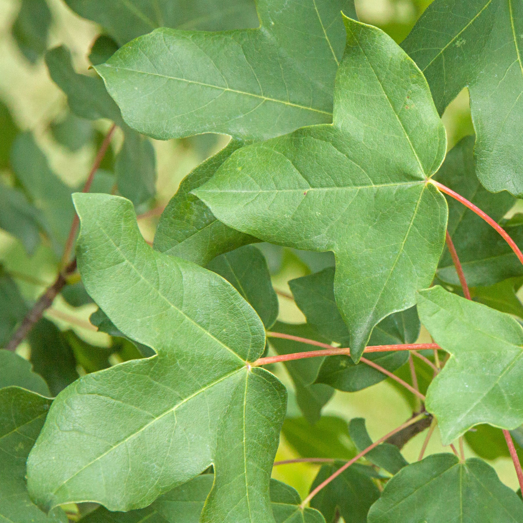 Erable - Erable de Montpellier - Acer monspessulanum