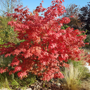 Erable du Japon - Erable du Japon Osakazuki - Acer palmatum Osakazuki