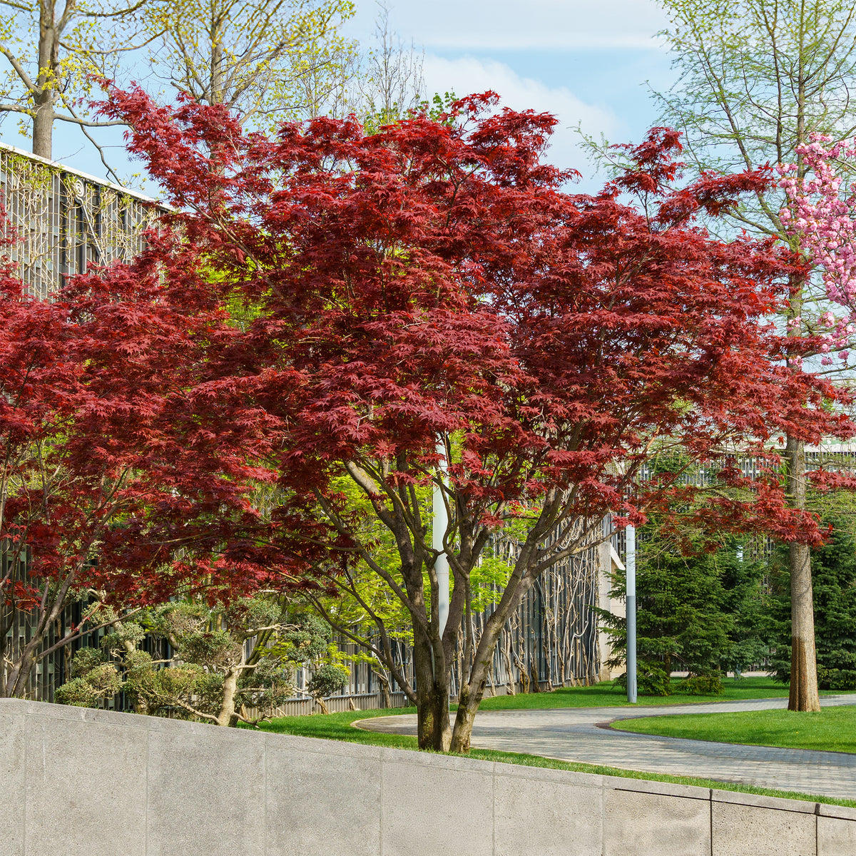 Erable pourpre du Japon - Willemse
