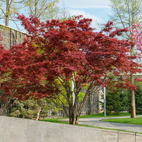 Erable pourpre du Japon - Willemse