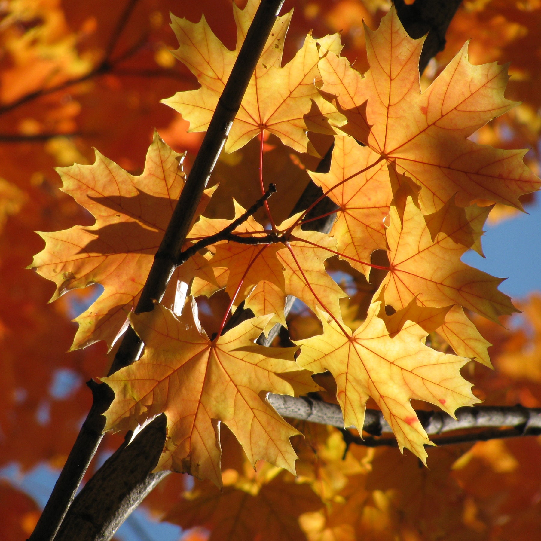 Acer platanoides - Erable plane - Erable