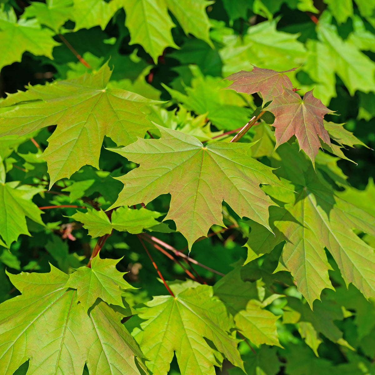 Erable plane - Acer platanoides - Willemse