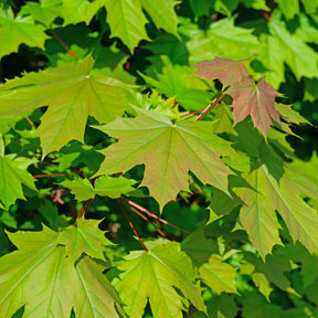 Erable - Erable plane - Acer platanoides