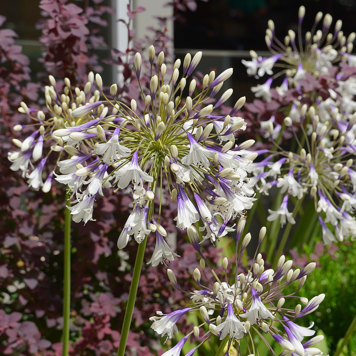 Agapanthe Fireworks