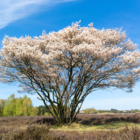 Vente Amélanchier du Canada - Amelanchier canadensis