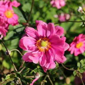 Anemone hybr. Margarete - Anémone du Japon Margarete - Anémones