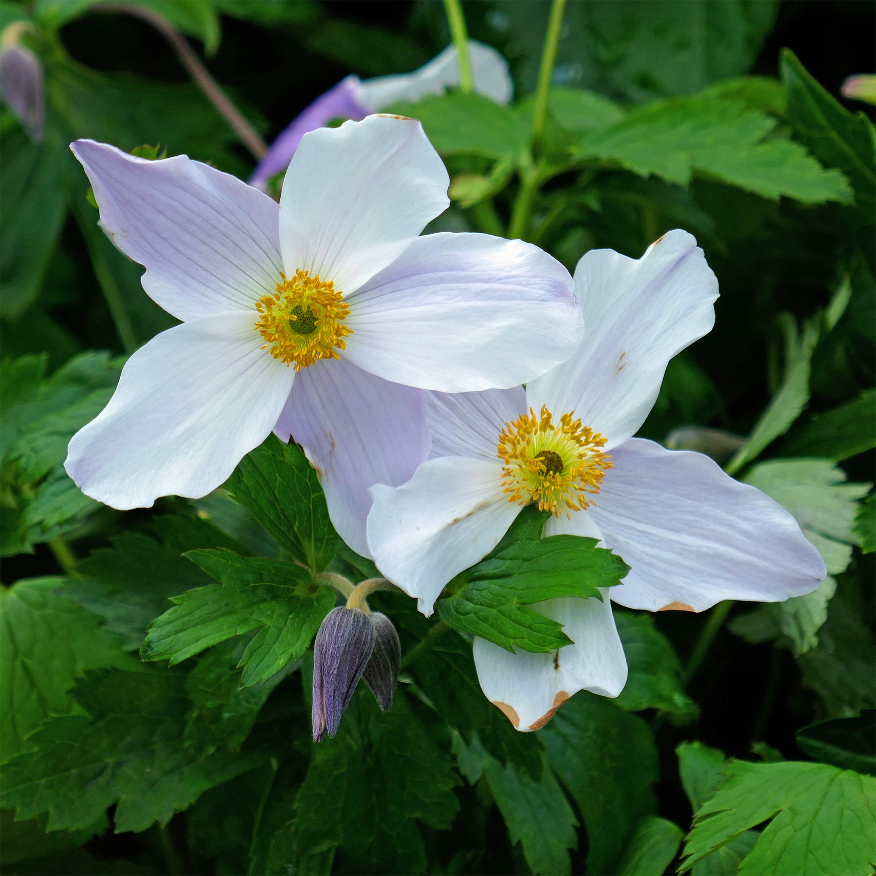 Anemone Ruffled Swan - Anémone du Japon Ruffled Swan - Anémones