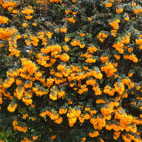 Épine-vinette - Berberis darwinii - Willemse