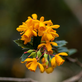 Berberis - Épine-vinette - Berberis darwinii