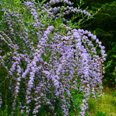 Arbre à papillons à feuilles alternes - Willemse