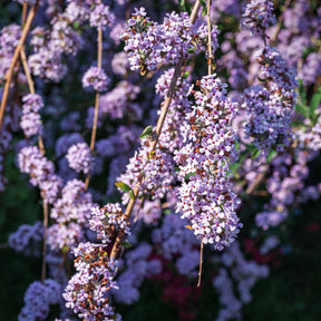 Arbre à papillons à feuilles alternes - Buddleja alternifolia - Willemse