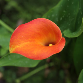 Canna Peach Pearl - 2 Calla Peach Pearl - Arum