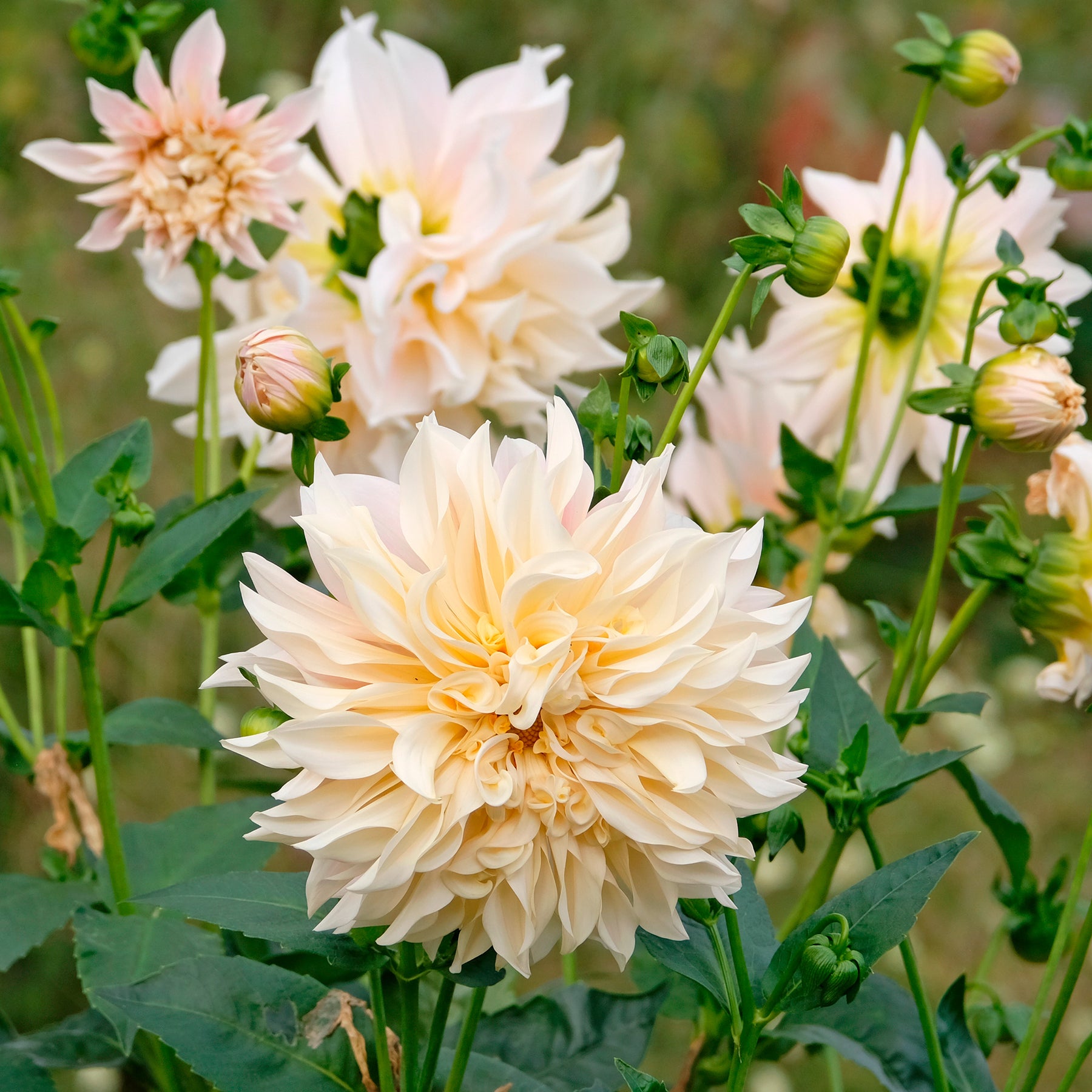 3 Dahlias Café au lait