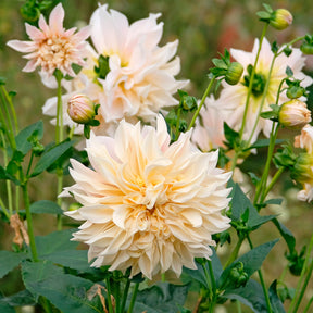 3 Dahlias Café au lait