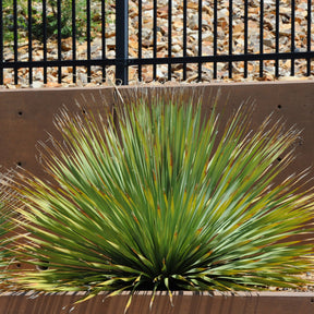 Yuccas - Dasylirion wheeleri - Dasylirion wheeleri