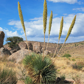 Dasylirion wheeleri - Dasylirion wheeleri - Yuccas