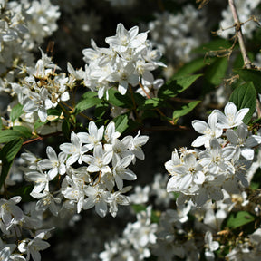Deutzia - Deutzia nain Nikko - Deutzia gracilis Nikko